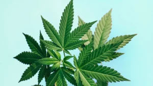Your One-Stop Shop for Premium THCa and Delta-8 Products