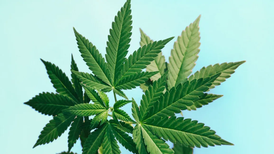Your One-Stop Shop for Premium THCa and Delta-8 Products