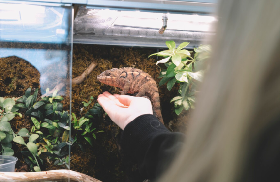 From Seeds to Sanctuary The Journey of Nurturing Life in a Deep Winter Greenhouse